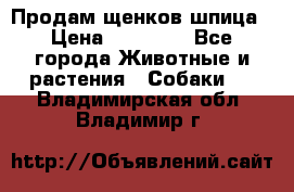 Продам щенков шпица › Цена ­ 20 000 - Все города Животные и растения » Собаки   . Владимирская обл.,Владимир г.